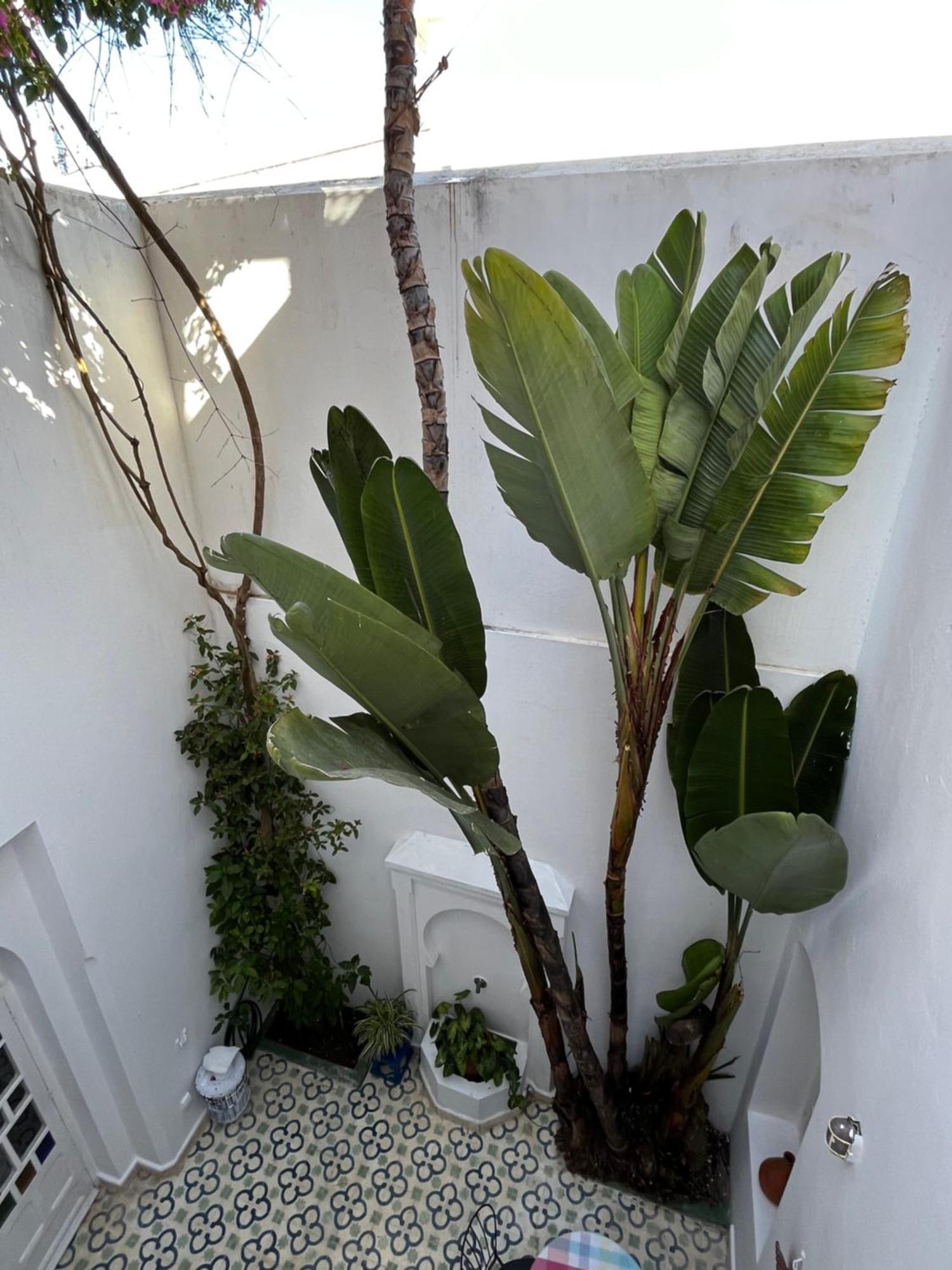 Casabonita Villa Asilah Rum bild